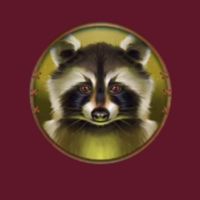 raccoon